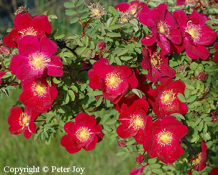 Rosa Pimpinellifolia-Ryhm 'Tove Jansson'